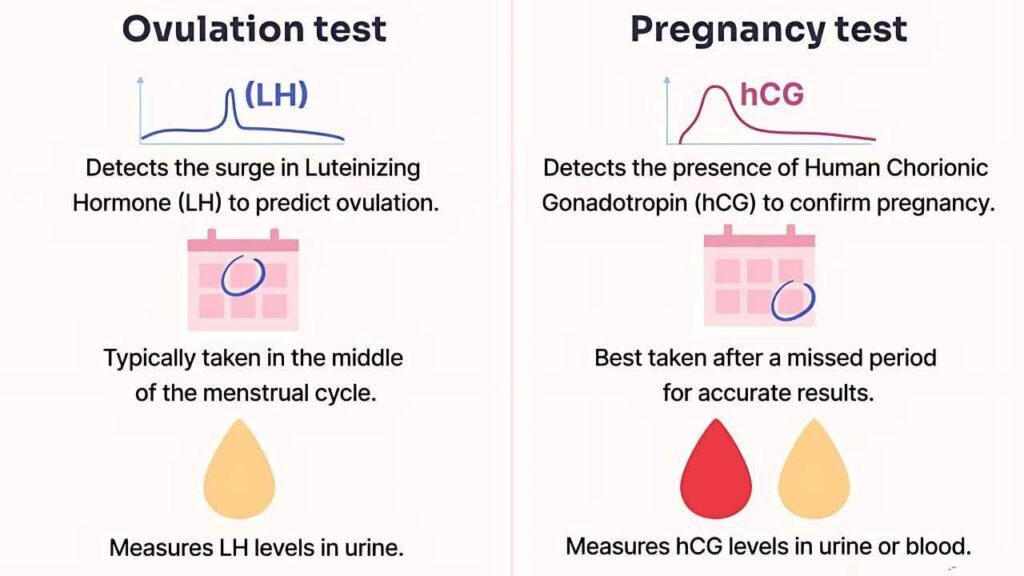 if pregnant will an ovulation test be positive.